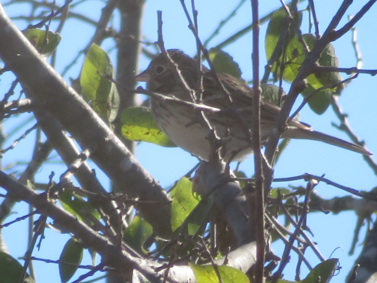 Vesper Sparrow - ML646636969