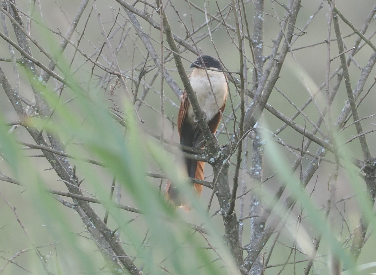 kukačka mniší - ML646636972