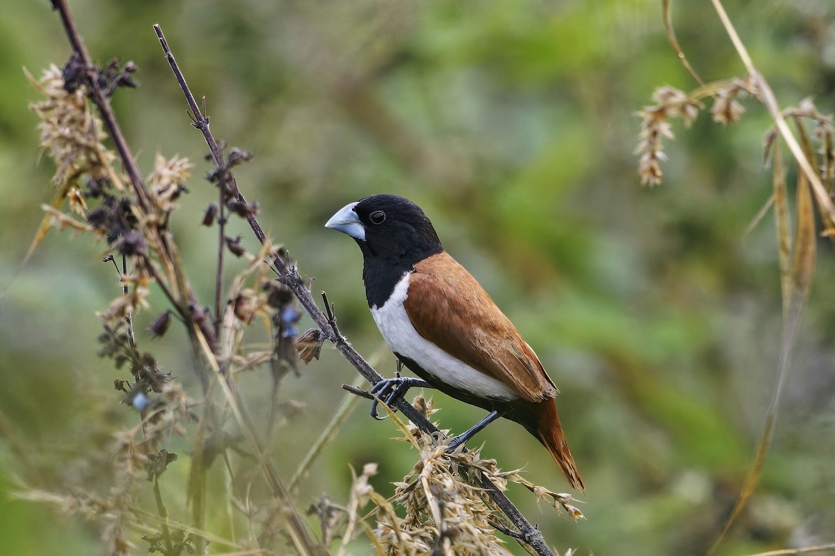 panenka tříbarvá - ML646636975