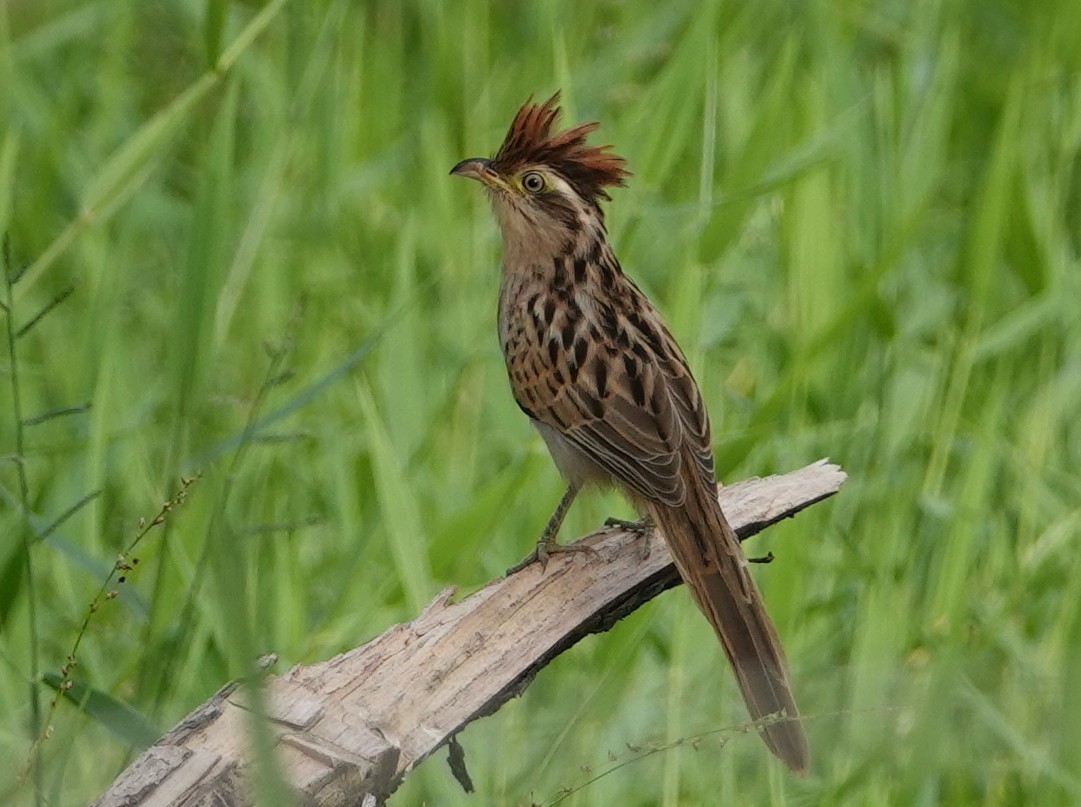 kukačka žíhaná - ML646636979