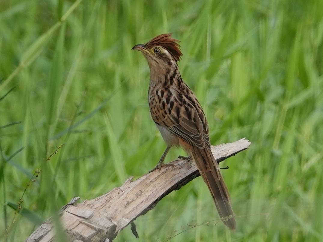 kukačka žíhaná - ML646636980