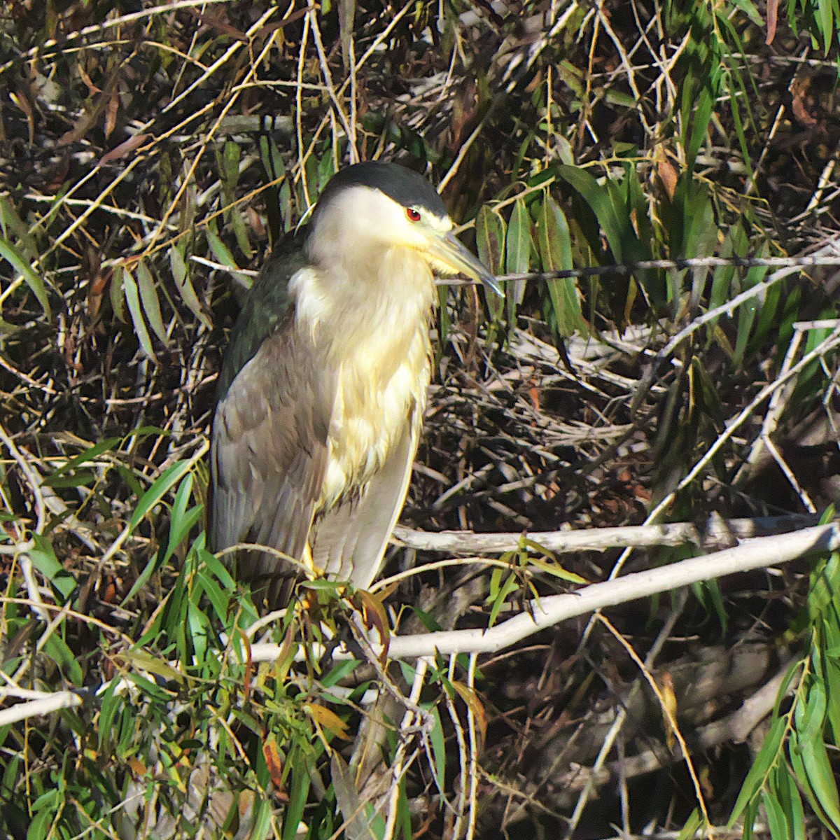 kvakoš noční - ML646636981