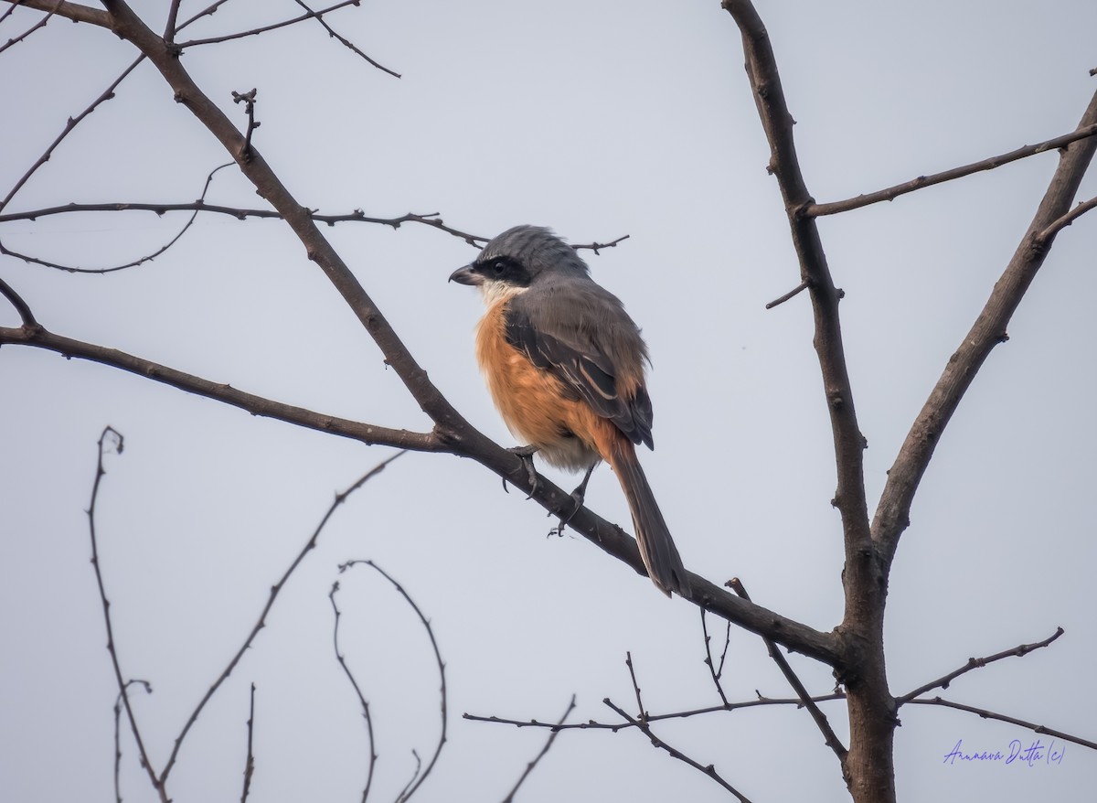 ťuhýk tibetský - ML646636982