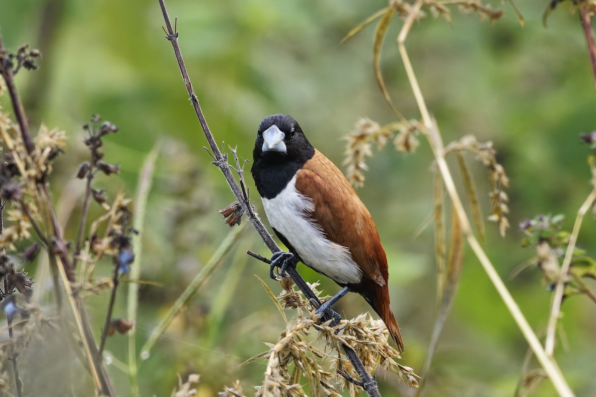 panenka tříbarvá - ML646636984