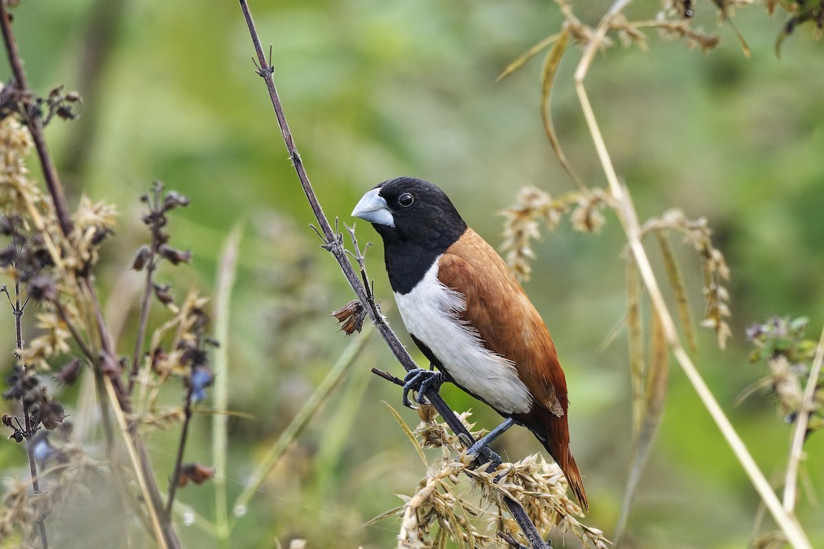 panenka tříbarvá - ML646636985