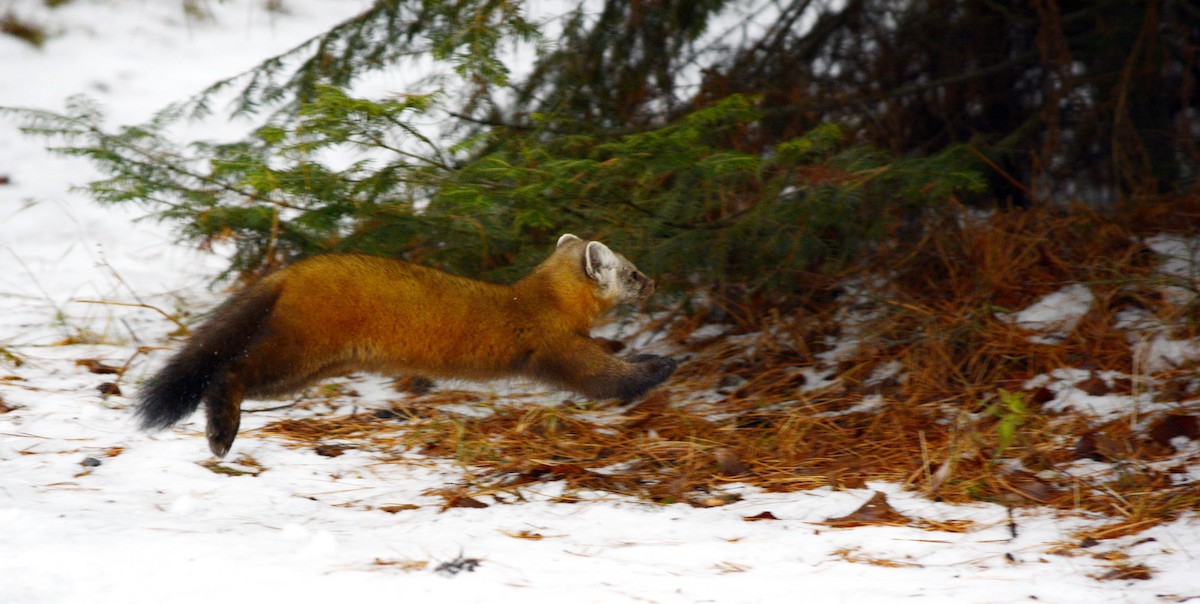 Animals - ML646636986