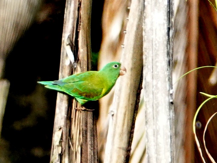 tirika tovi - ML646636989