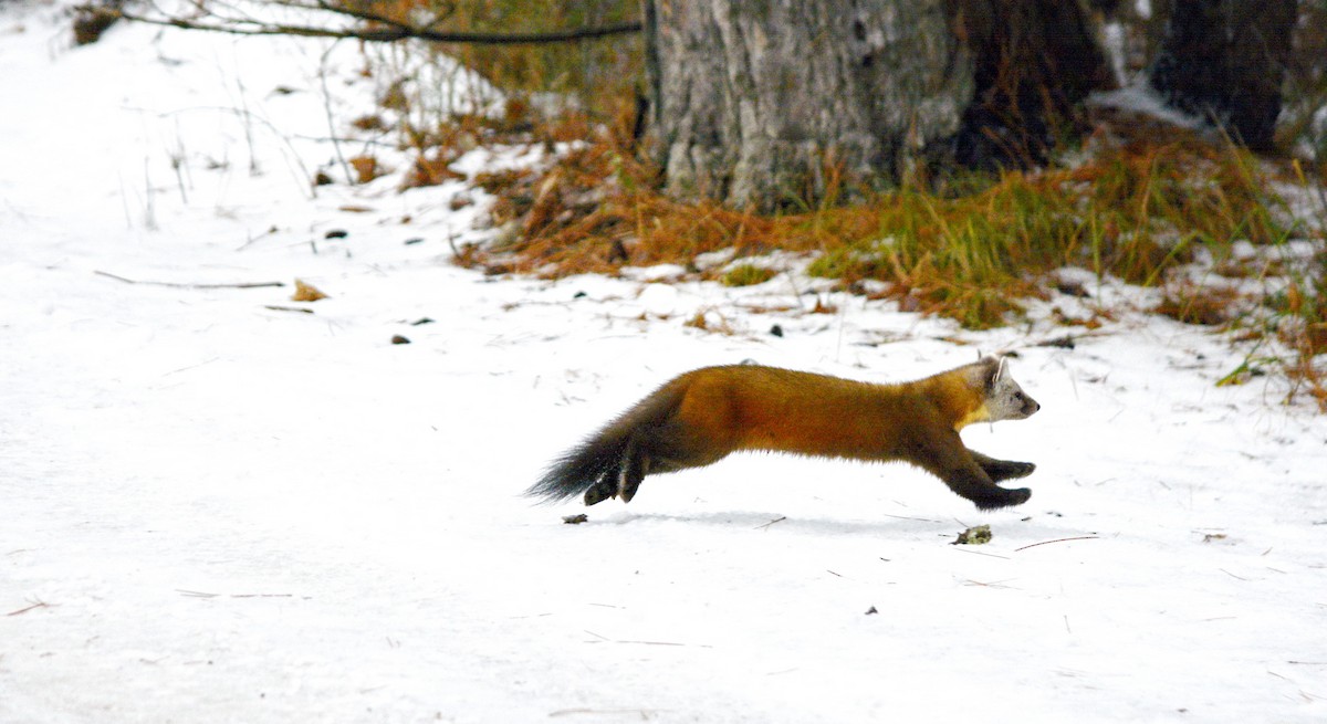 Animals - ML646636990