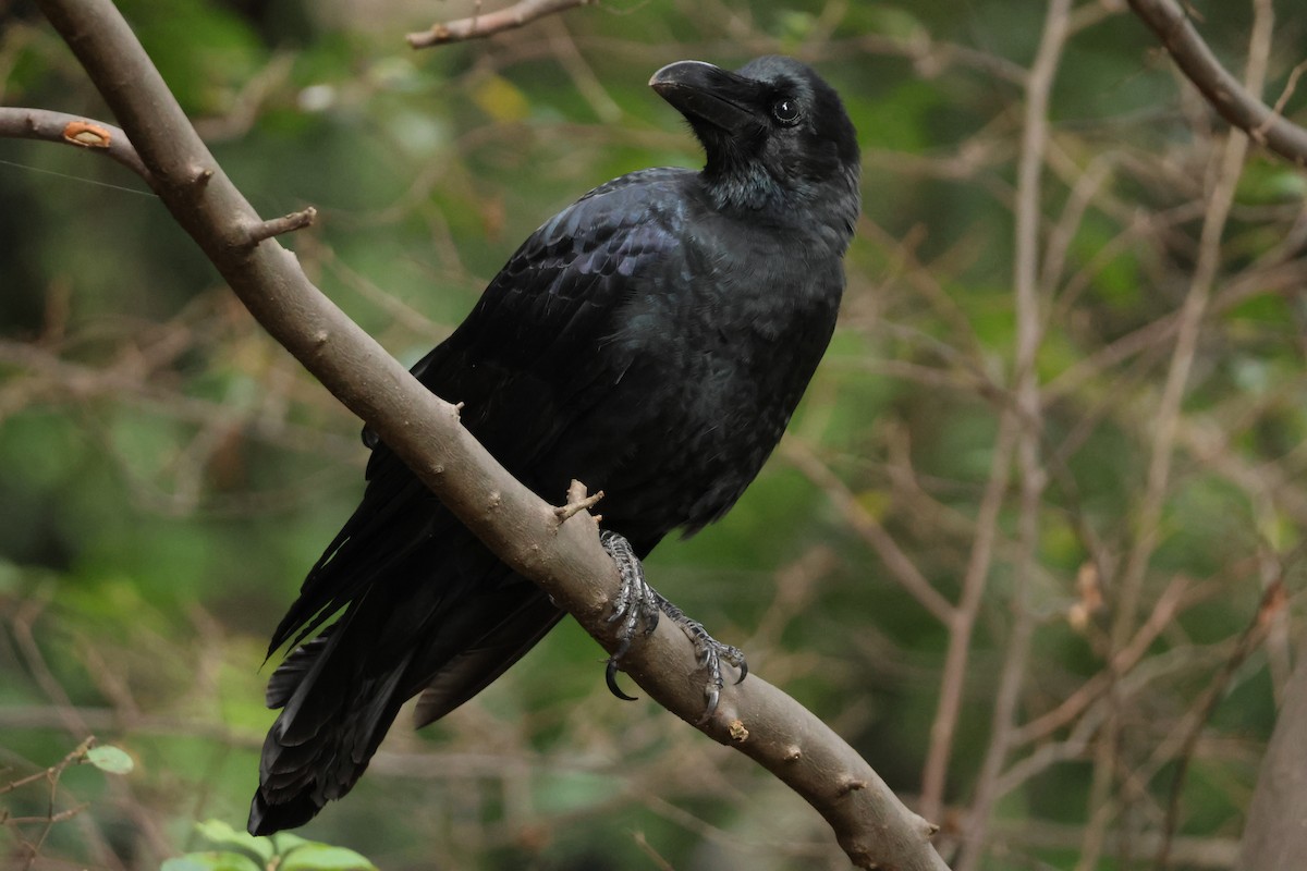 vrána tlustozobá - ML646636991