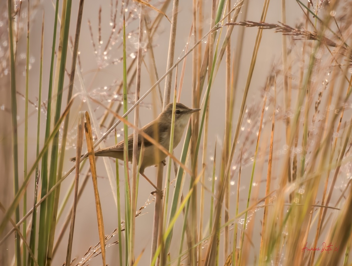 Очеретянка індійська - ML646636996