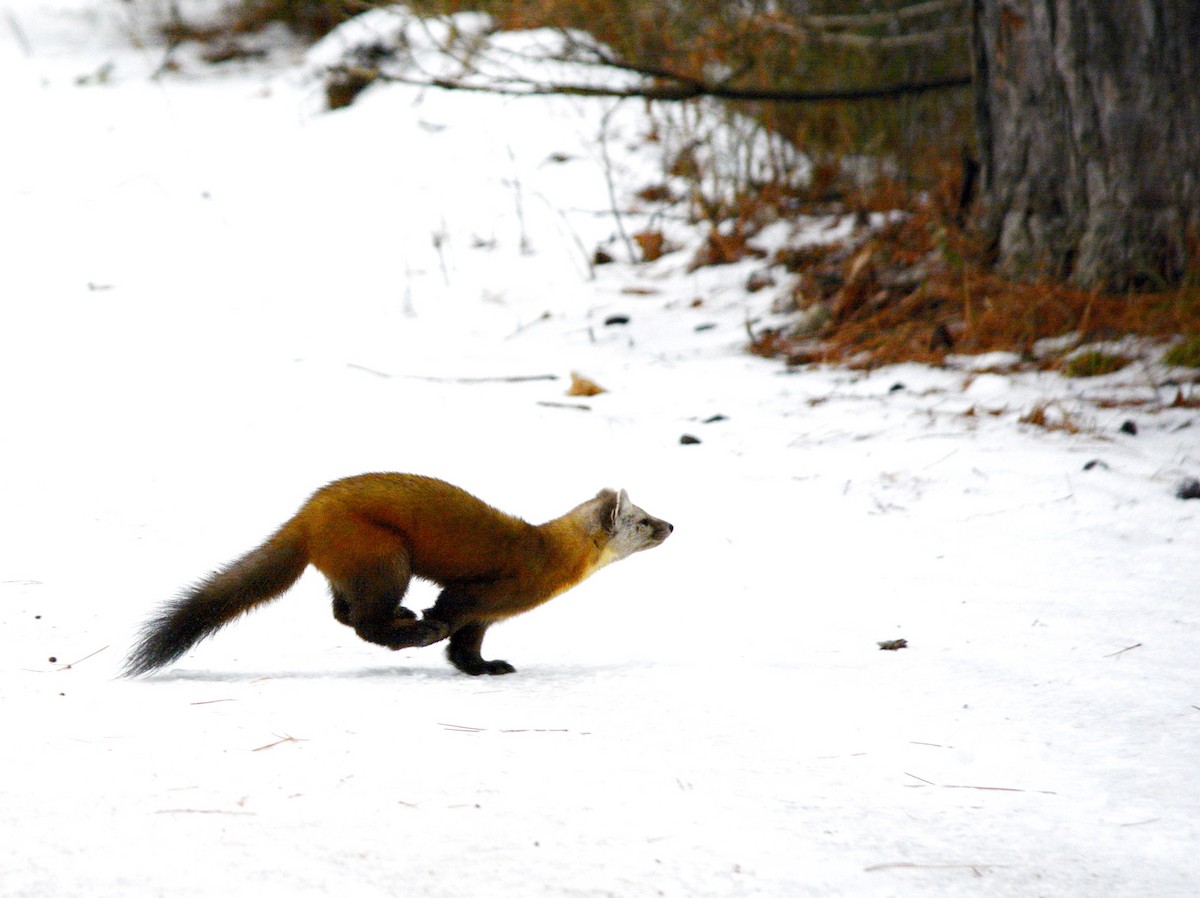 American Marten - ML646636999