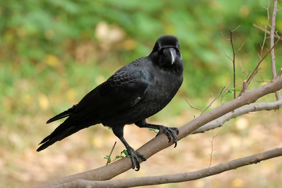 vrána tlustozobá - ML646637001