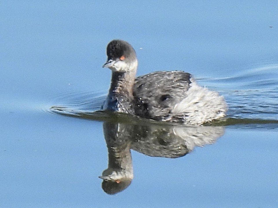 Grèbe à cou noir - ML646637003