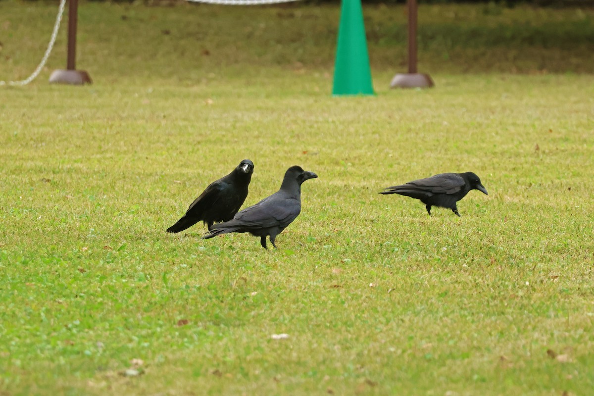 Large-billed Crow - ML646637006