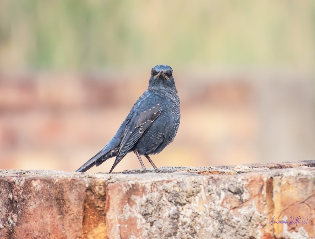 Скеляр синій - ML646637007