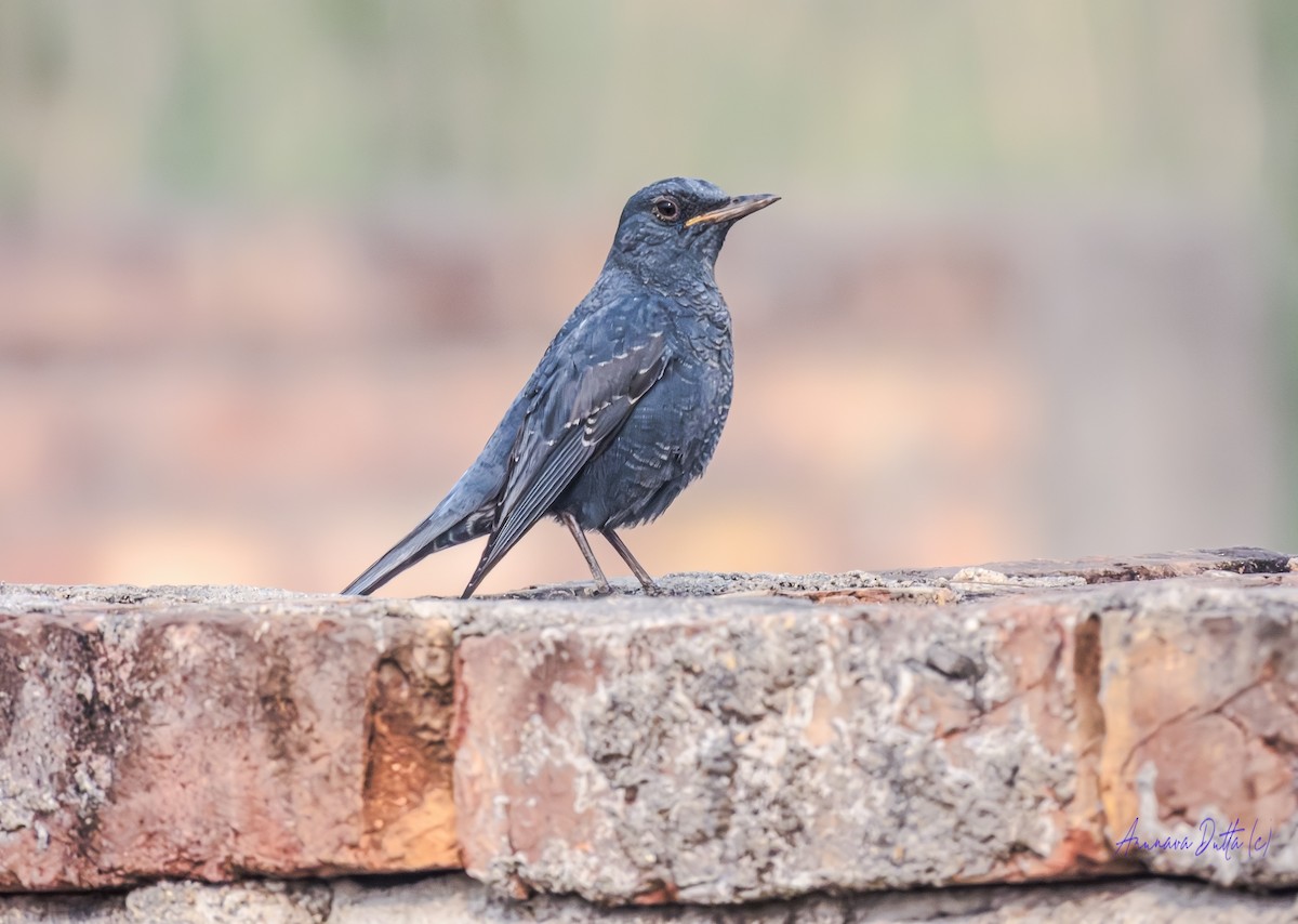 Скеляр синій - ML646637008