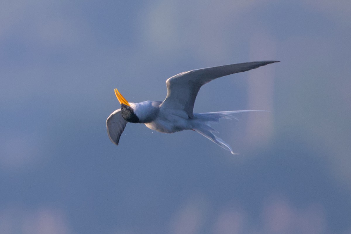 Goldschnabel-Seeschwalbe - ML646637009