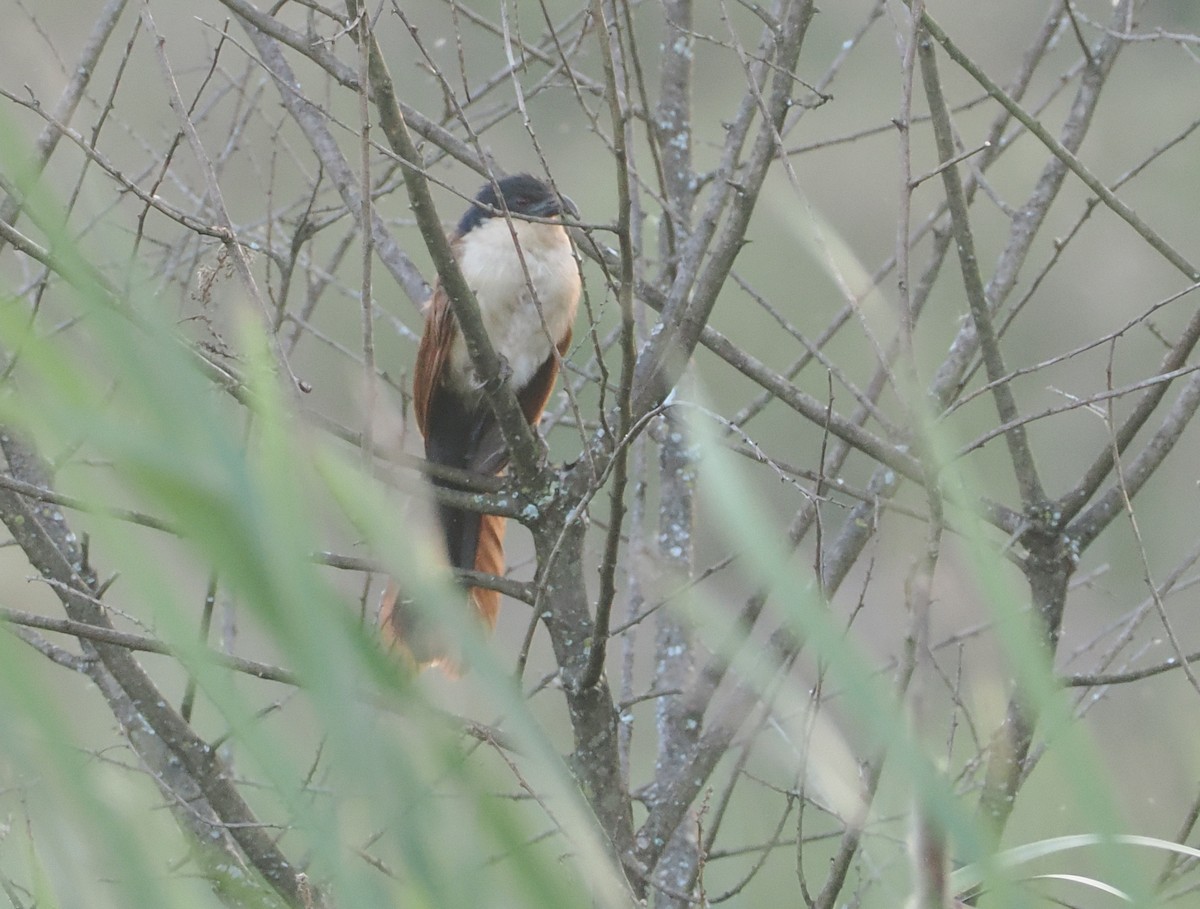 Blue-headed Coucal - ML646637013