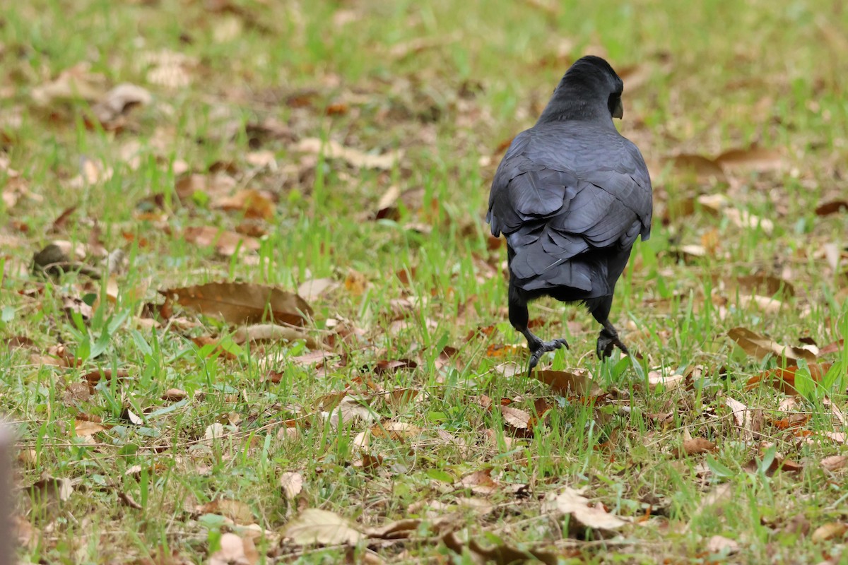 Large-billed Crow - ML646637015
