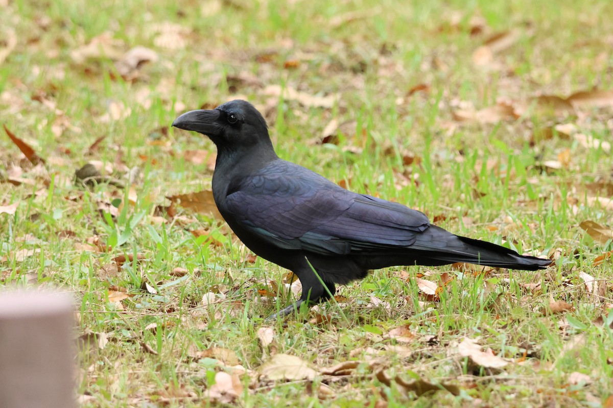 Large-billed Crow - ML646637016