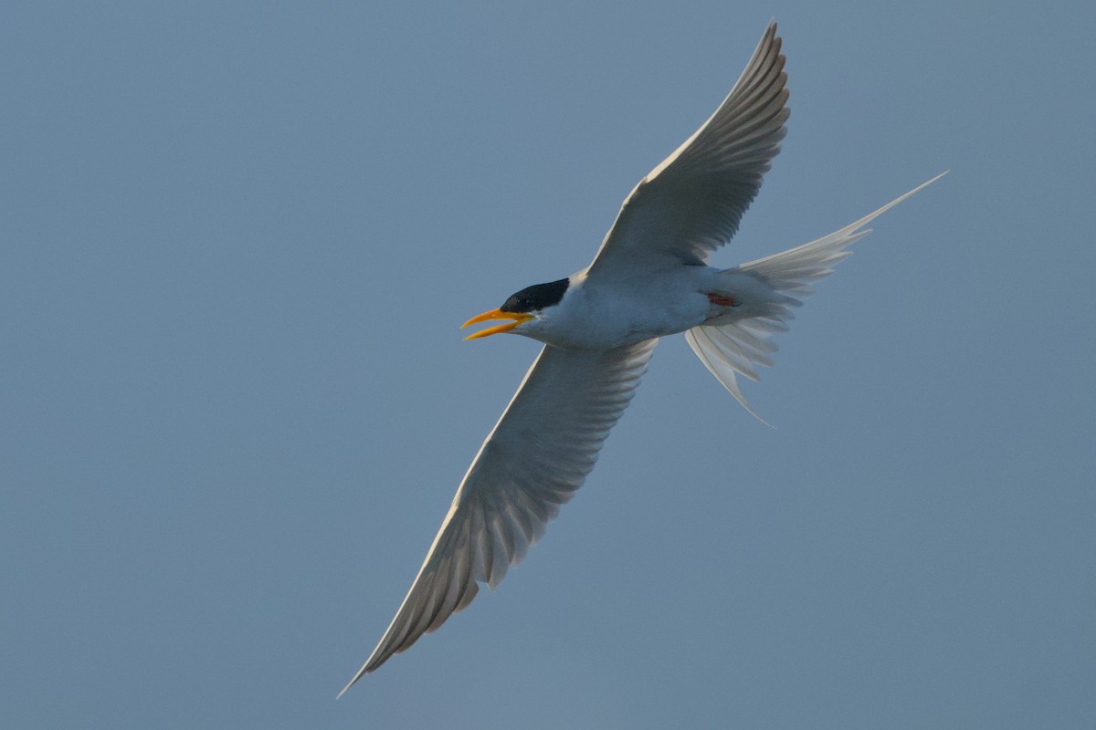 Goldschnabel-Seeschwalbe - ML646637017