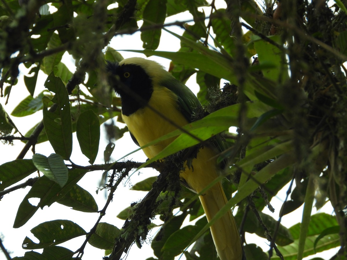 Inkablaurabe - ML646637027