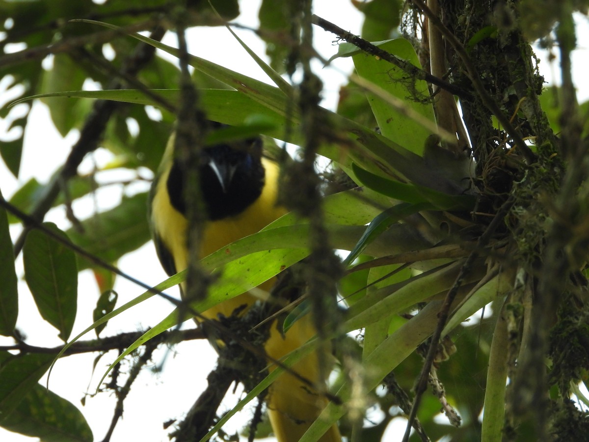 Inkablaurabe - ML646637029