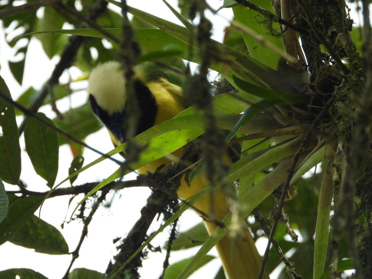 Inkablaurabe - ML646637030