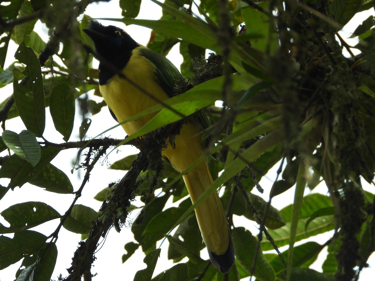 Inkablaurabe - ML646637031