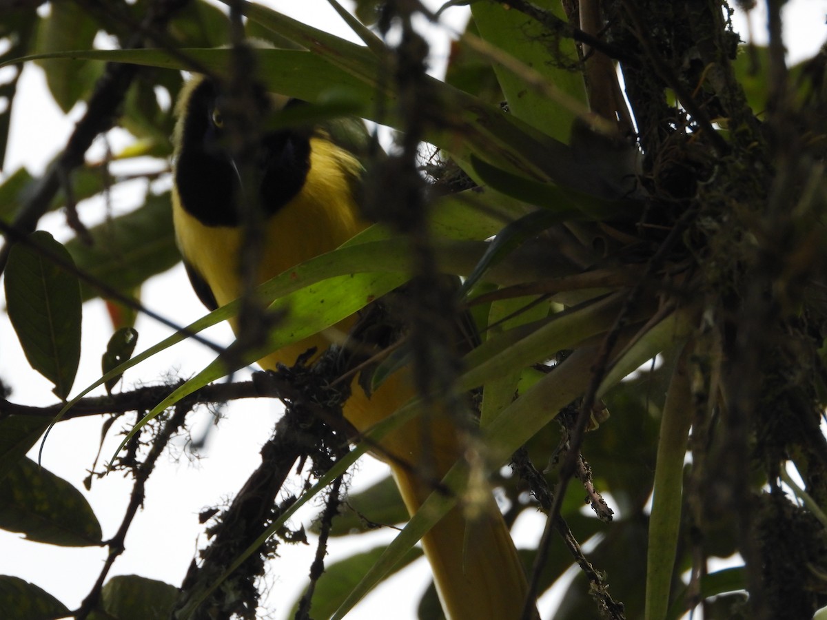 Inkablaurabe - ML646637032