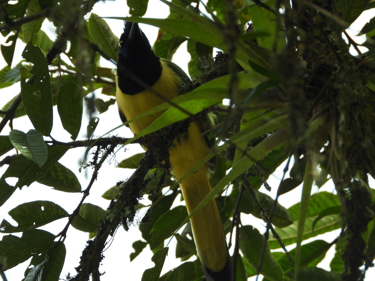 Inkablaurabe - ML646637033