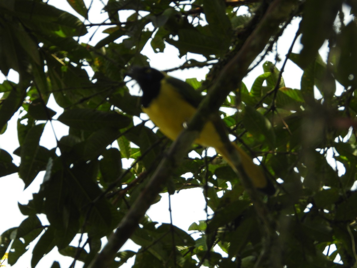 Inkablaurabe - ML646637034