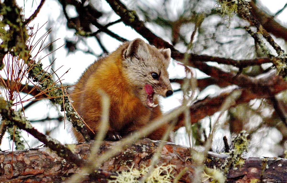 American Marten - ML646637038