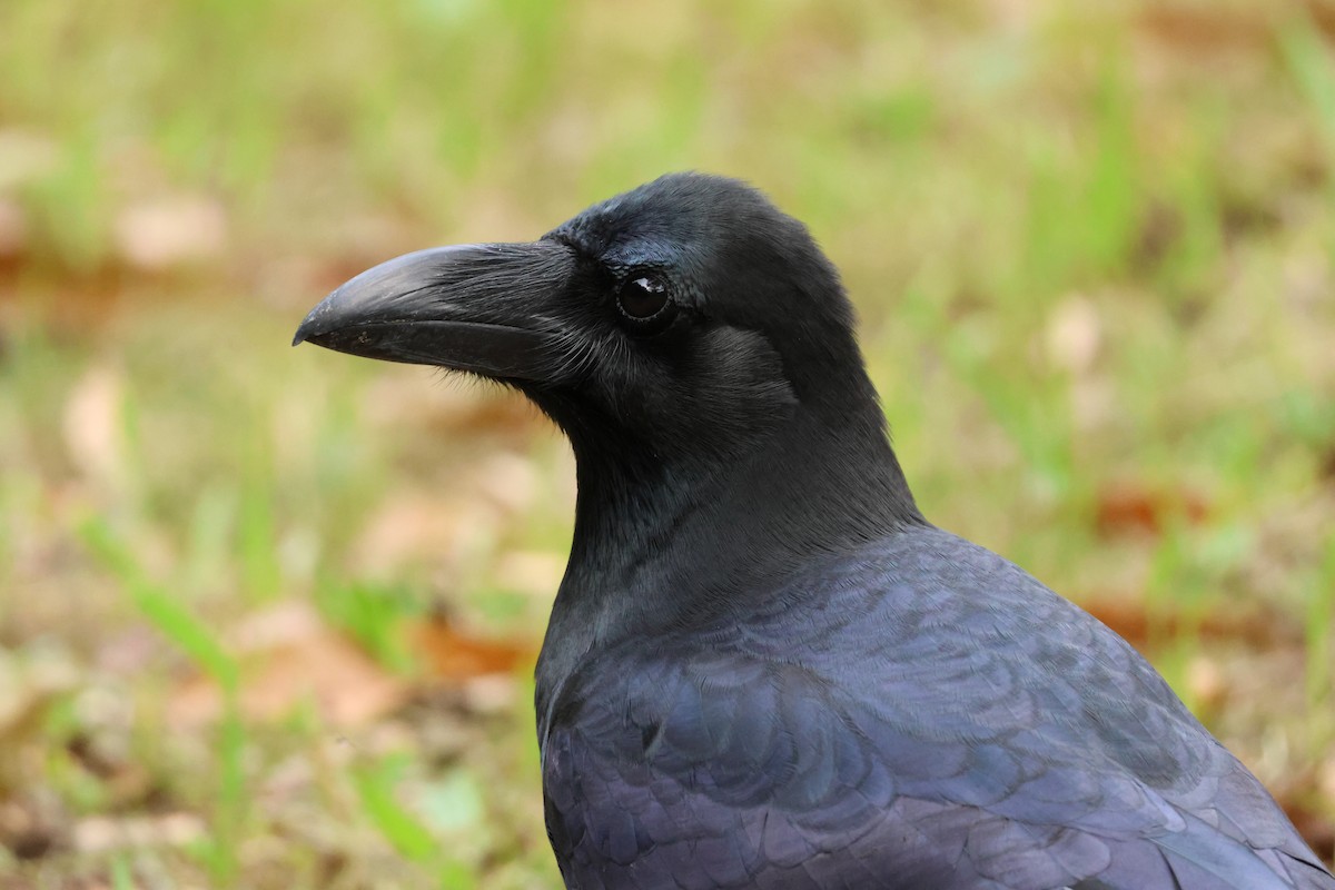 Large-billed Crow - ML646637039