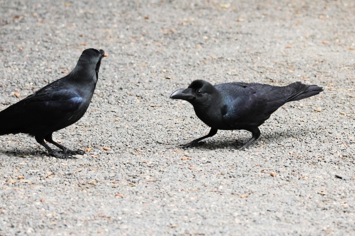 Large-billed Crow - ML646637040