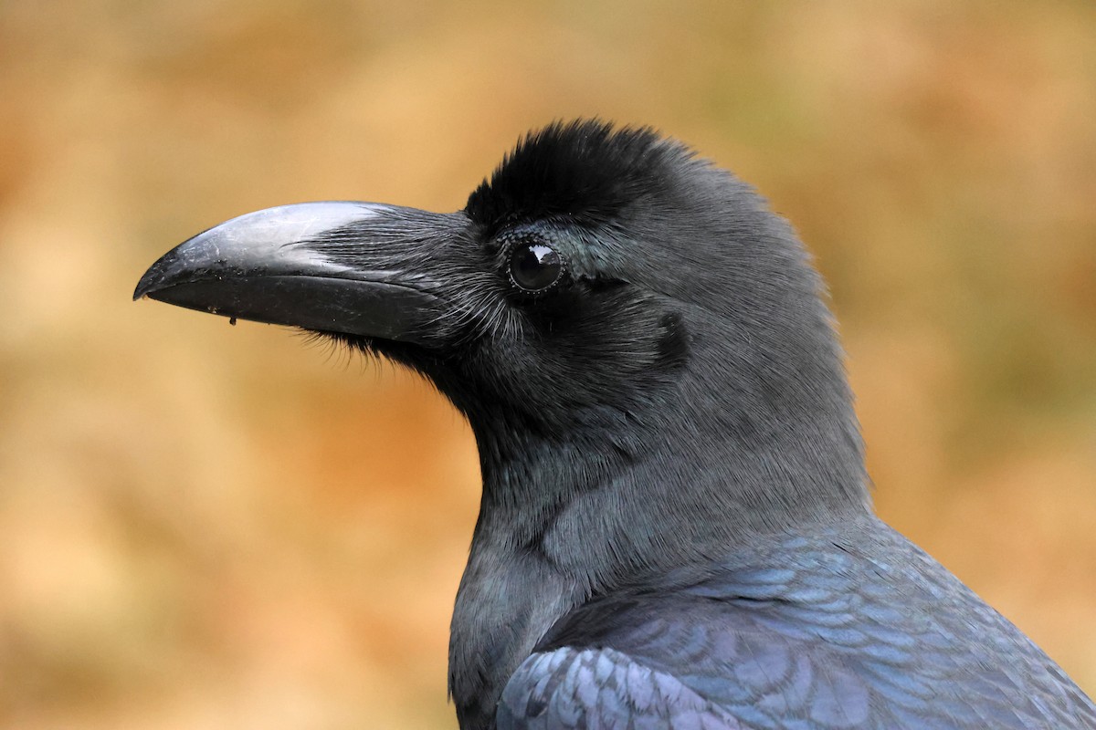 Large-billed Crow - ML646637041