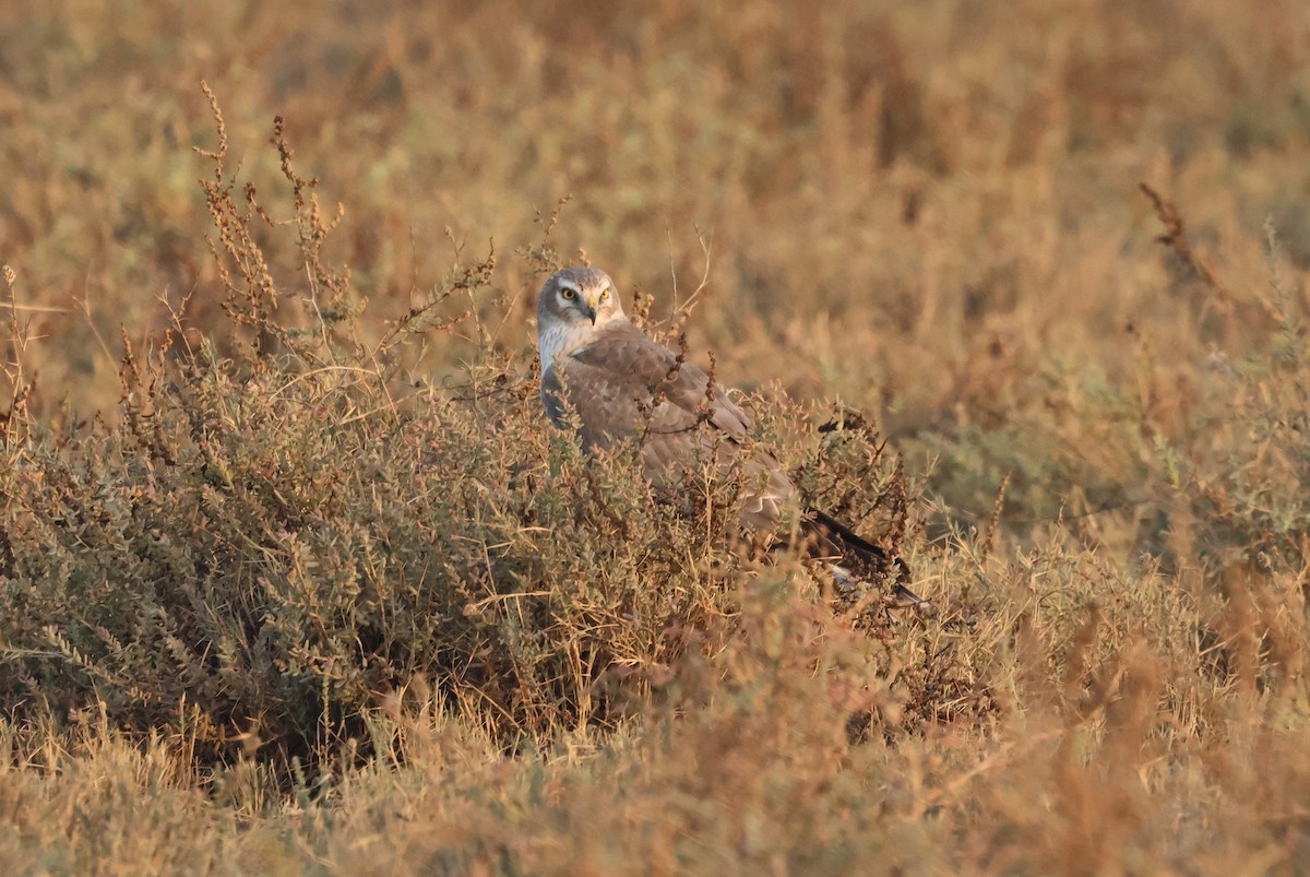 Albanella pallida - ML646637042