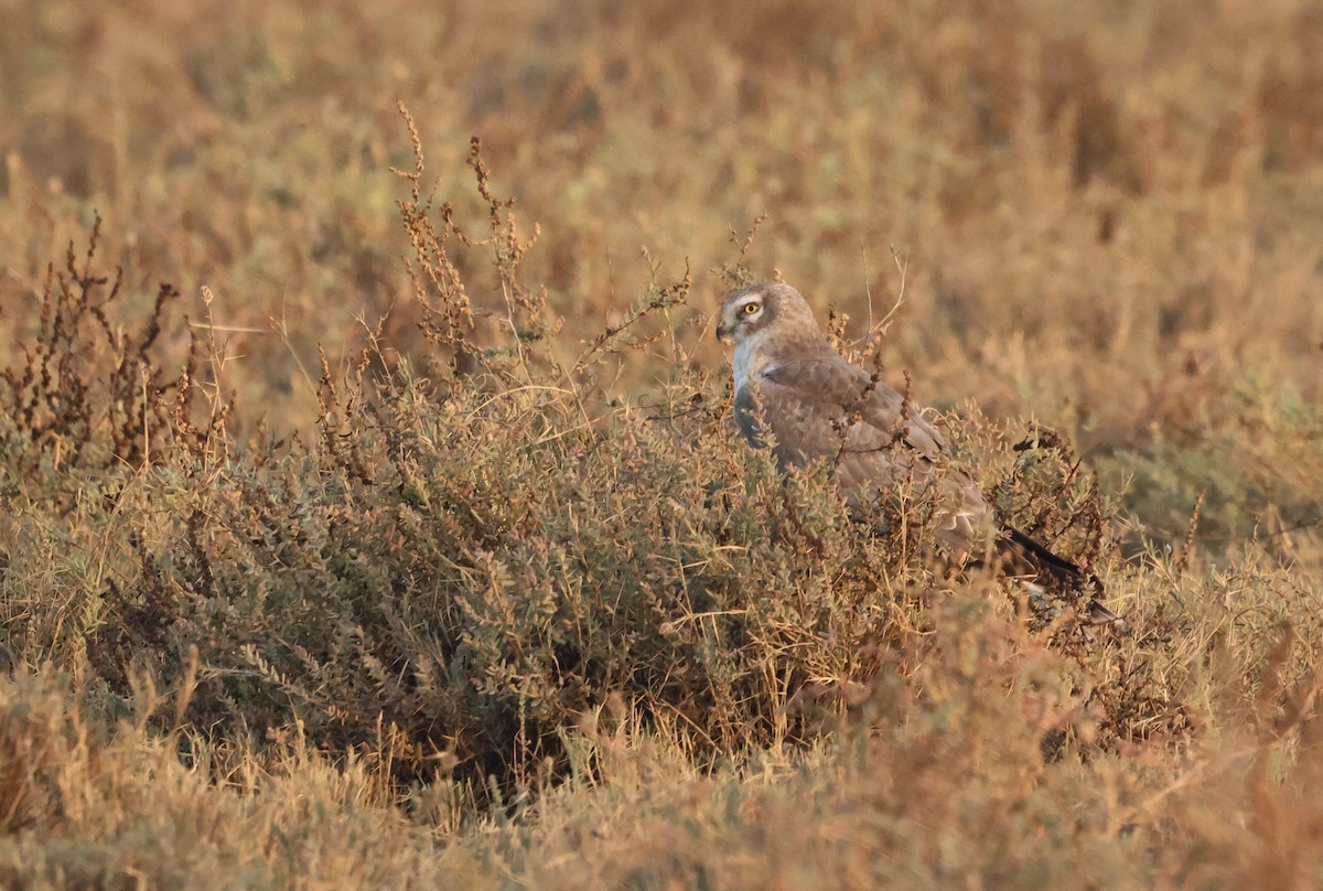 Albanella pallida - ML646637043