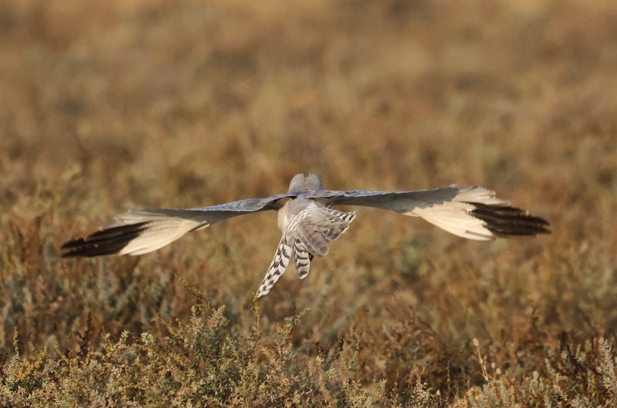 Albanella minore - ML646637045