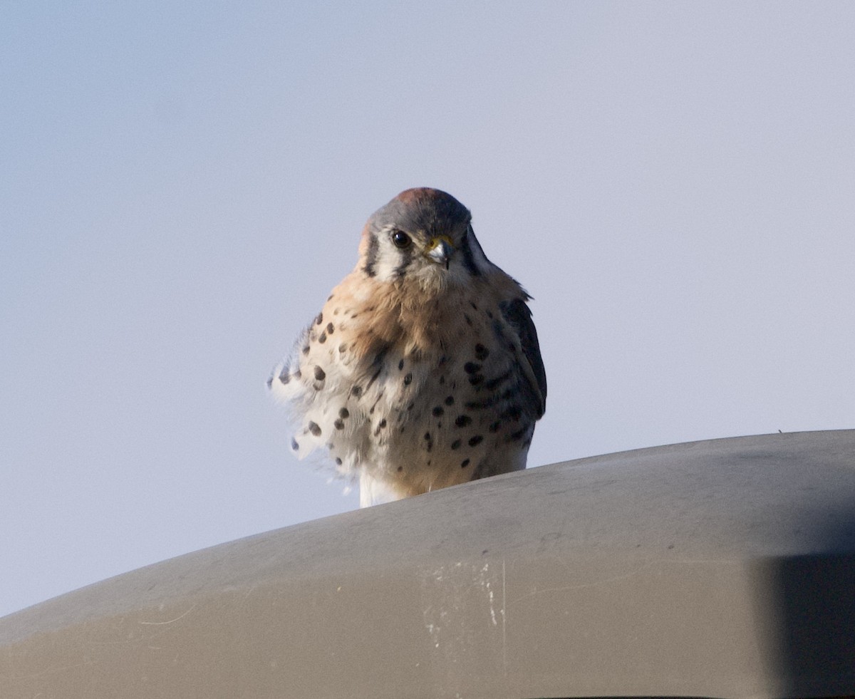 Crécerelle d'Amérique - ML646637047
