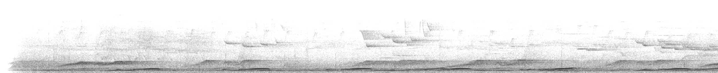 Phasianelle brune - ML646637048