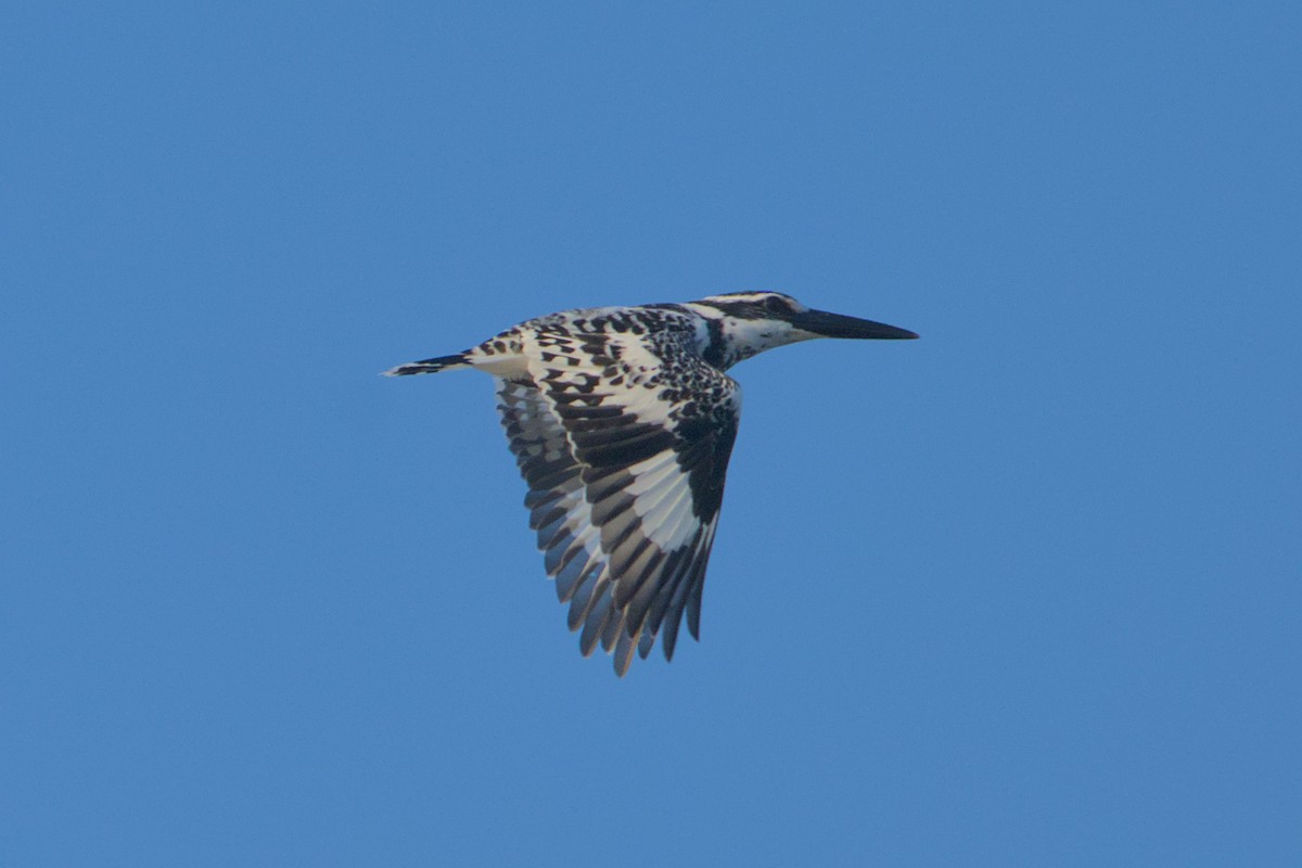 Graufischer - ML646637049