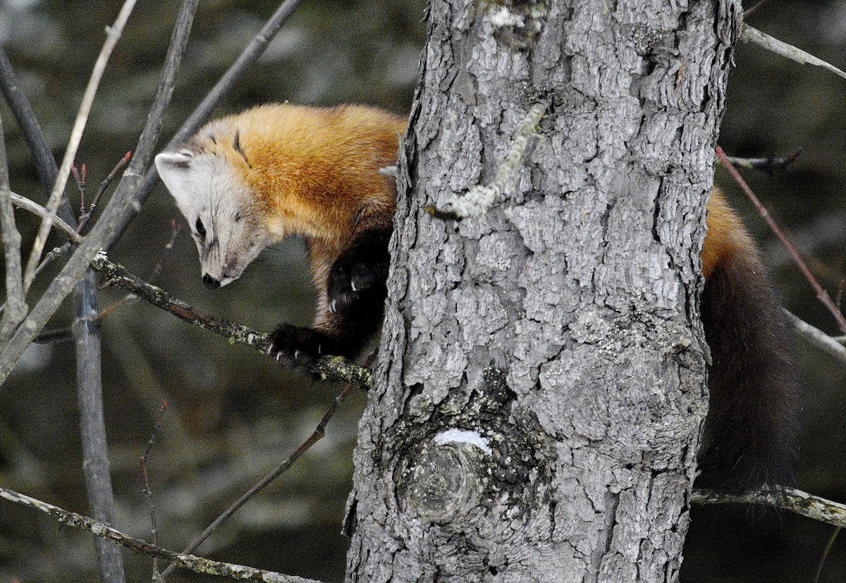 Mammals - ML646637050