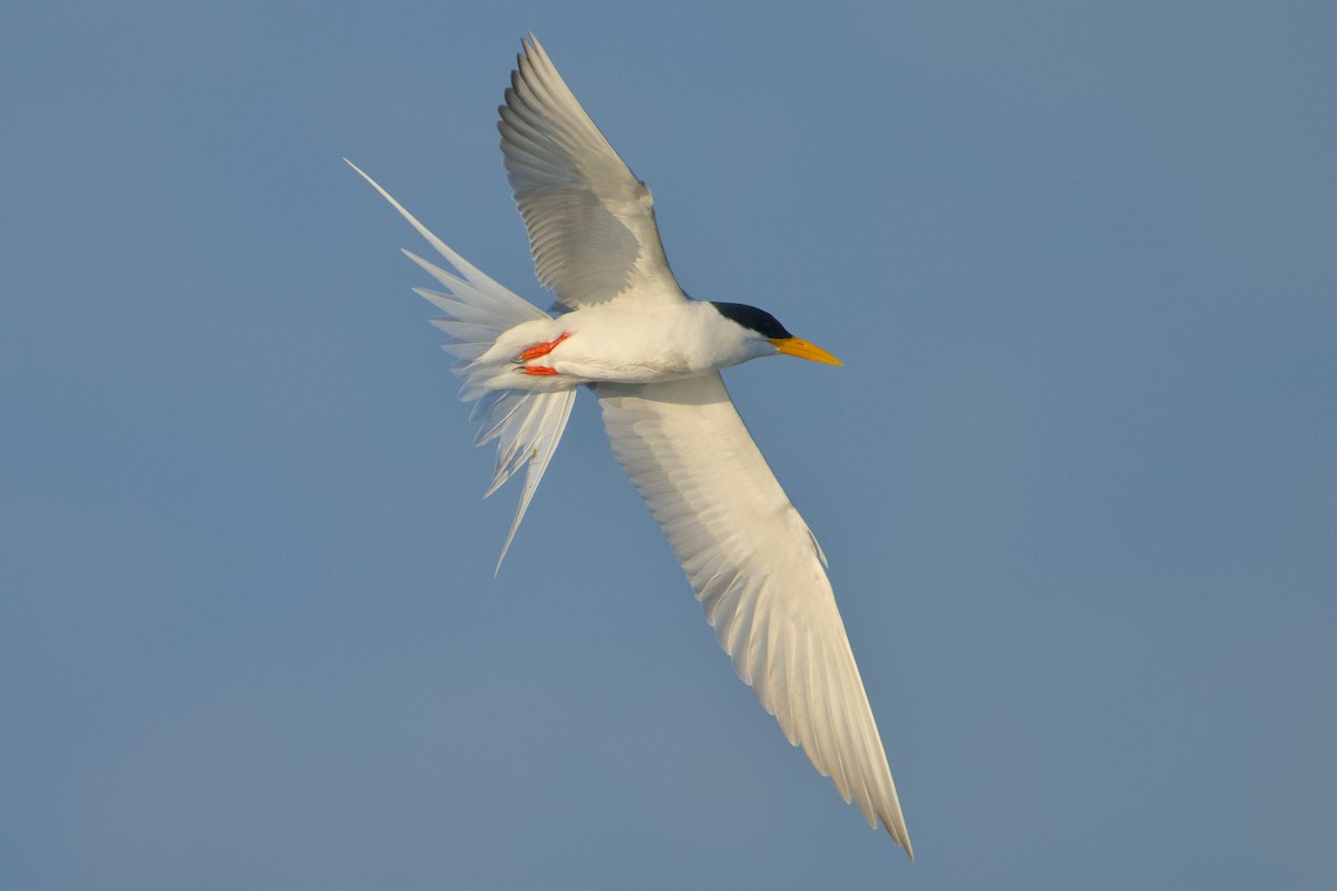 Goldschnabel-Seeschwalbe - ML646637051