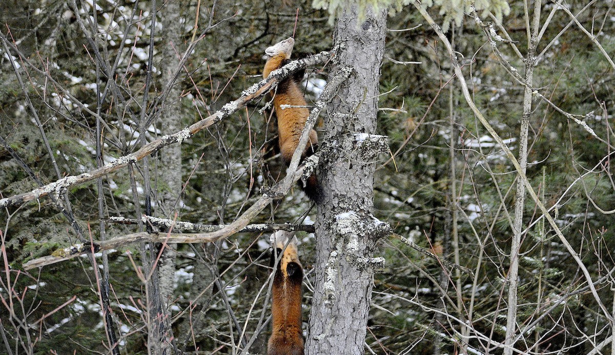 Mammals - ML646637052