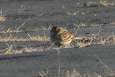 Lapland Longspur - ML646637053