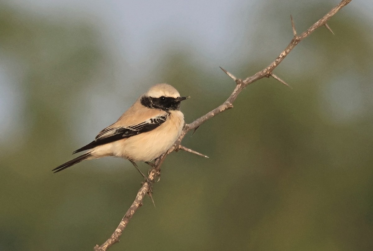 Monachella del deserto - ML646637054