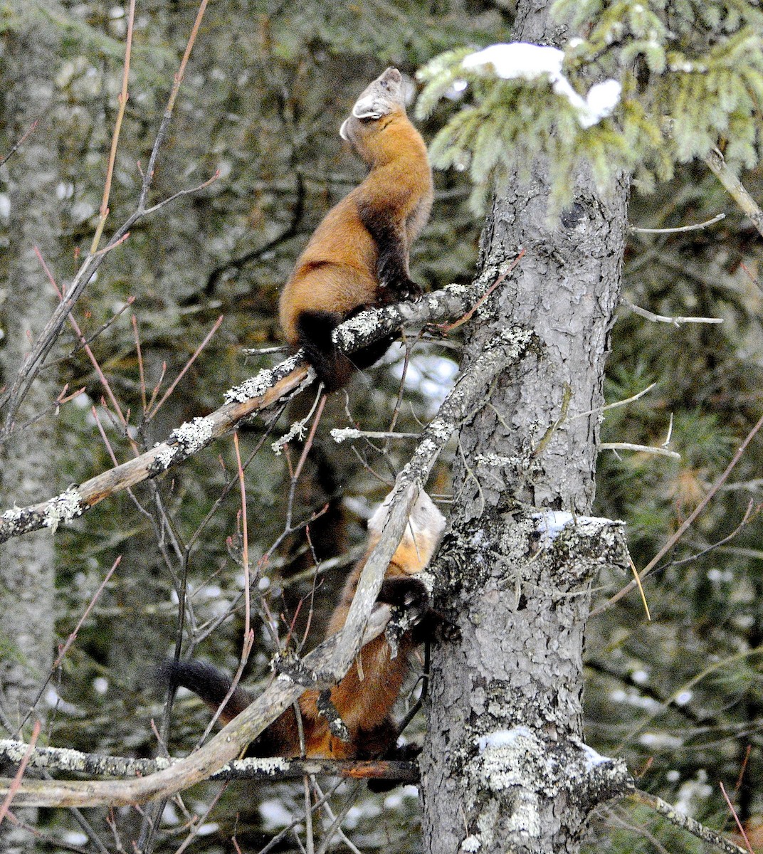 Mammals - ML646637055