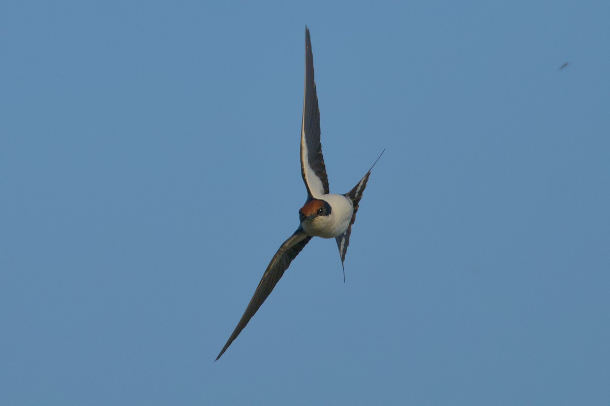 Rotkappenschwalbe - ML646637056