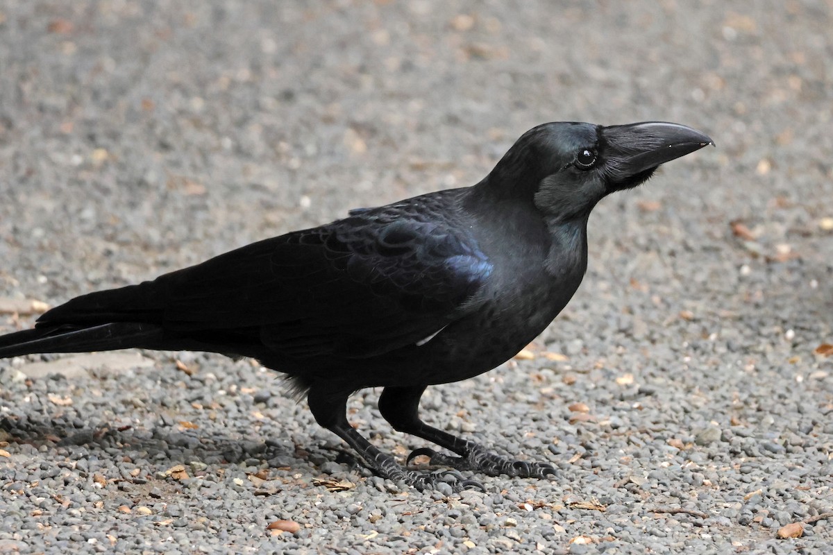 Large-billed Crow - ML646637058